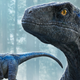 Beta and Blue, a mother-daughter velociraptor pair, in Jurassic World Dominion